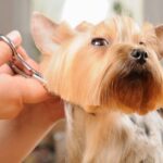 Five reasons you should have your dog groomed regularly